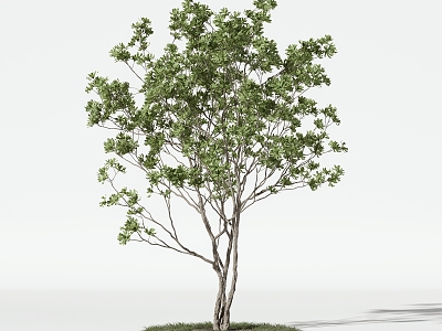 Trees Arbor model