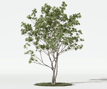 Trees Arbor 3d model