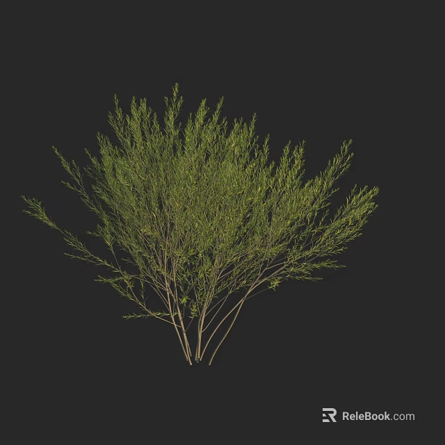 Healthy Green Shrub With Lush Leaves And Slender Branches On Black Background 3d model 