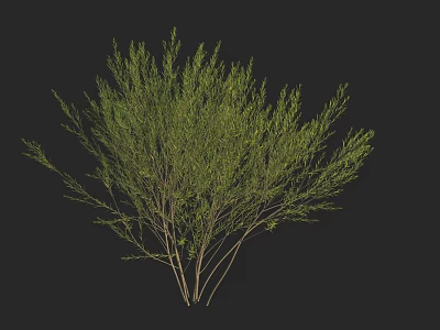 Healthy Green Shrub With Lush Leaves And Slender Branches On Black Background 3d model