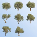 Various Green Tree Varieties With Different Shapes On Blue Sky Background 3d model