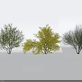 Three Arbor Trees With Green And Yellow Foliage Natural Branching Structure Design