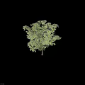Lush Arbor With Green Leaves Slender Trunk And Natural Foliage Growth