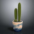 Tall Columnar Cactus Plant in Blue and White Decorative Pot on Gray Background
