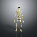 Cartoon Skeleton 3D Model as Game Movie Character with Stylized Design