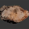Natural Tree Stump With Rough Bark Texture And Wooden Surface Details