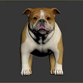 Adorable Brown And White Bulldog Standing On Shiny Black Floor Background