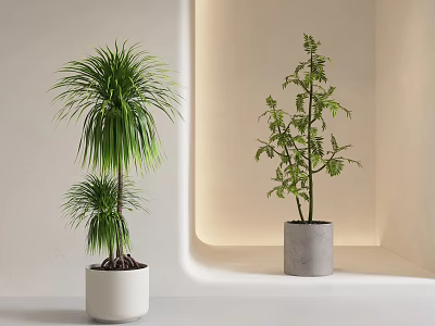 Modern Indoor Bonsai Potted Plants With Light Colored Pots And Green Foliage 3d model