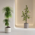 Modern Indoor Bonsai Potted Plants With Light Colored Pots And Green Foliage