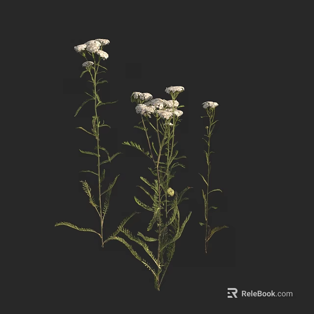 Beautiful Plant with White Flowers and Green Stems Leaves on Black Background 3d model 