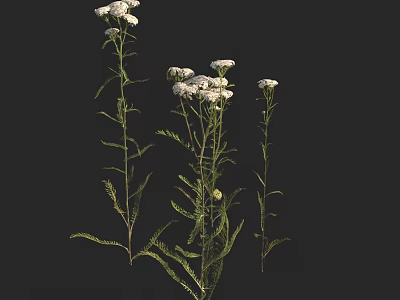 Beautiful Plant with White Flowers and Green Stems Leaves on Black Background 3d model