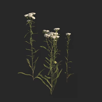 Beautiful Plant with White Flowers and Green Stems Leaves on Black Background 3d model