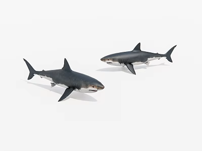Two Lifelike Aquatic Animal Sharks Showcasing Realistic Features and Natural Swimming Postures 3d model