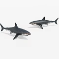 Two Lifelike Aquatic Animal Sharks Showcasing Realistic Features and Natural Swimming Postures