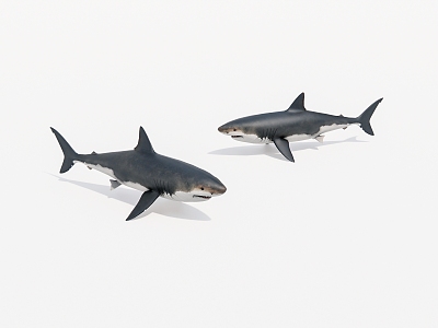 Aquatic animal shark 3d model