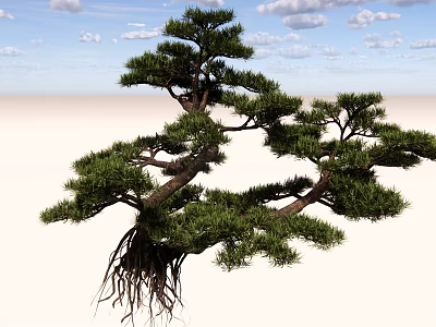 Pine Tree With Curved Branches Exposed Roots And Green Needles Against Blue Sky 3d model