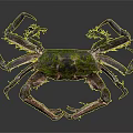 Detailed Artistic Crab With Green Shell And Purple Spotted Legs