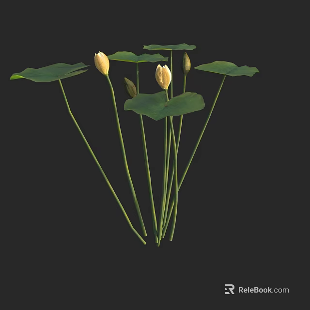 Beautiful Yellow Lotus Flowers With Blooming Blooms Green Leaves And Buds Against Black Background 3d model 
