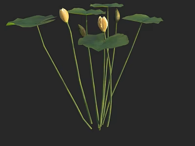 Beautiful Yellow Lotus Flowers With Blooming Blooms Green Leaves And Buds Against Black Background 3d model