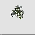White and Pale Green Hydrangea Flowers with Lush Green Leaves on Branches