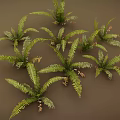 3D Rendered Green Fern Plants With Lush Fronds And Natural Leaf Details