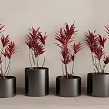 Bonsai Potted Plants with Red Leaves in Black Cylindrical Pots Arrangement