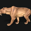Realistic 3D Model of Saber Toothed Tiger With Detailed Fur And Long Canines
