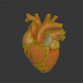 Realistic Human Heart Organ 3D Model With Detailed Blood Vessels And Anatomical Structure