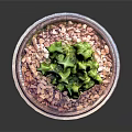 Green Cactus Plant in Purple Pot with Decorative Pebbles on Dark Surface