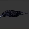 Majestic Black Crow Flying With Spread Wings Against Gray Background
