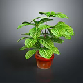 Green Leafy Plant With White Veins In Brown Pot For Indoor Decoration