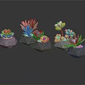 Colorful Succulent Plants In Geometric Stone Pots With Dark Background Reflections