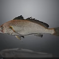 Reddish Brown Fish With Black Fins On Gray Background And Reflection