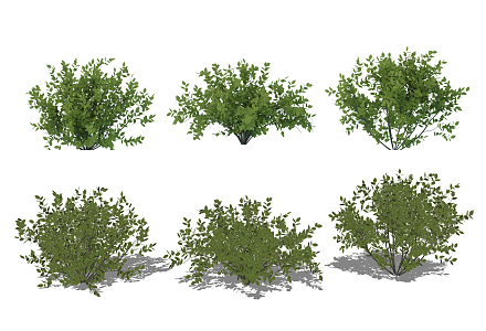 modern shrub assemblage 3d model