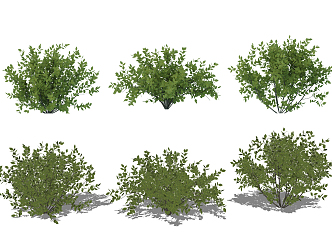 modern shrub assemblage 3d model