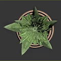 Green Leaf Plant with Long Leaves in Two Tiered Terracotta Pot on Dark Background
