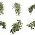 Green Vines Decorative Climbing Plants Various Shapes For Home And Garden Design
