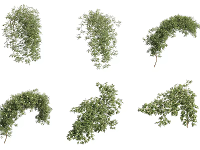 Green Vines Decorative Climbing Plants Various Shapes For Home And Garden Design 3d model