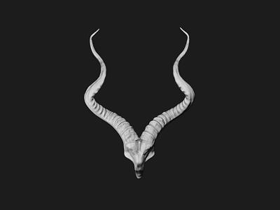 Antelope Skull Wall Hanging with Long Curved Horns on Black Background for Home Decor 3d model