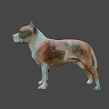 Brown And White Medium Sized Dog Standing On Neutral Gray Background