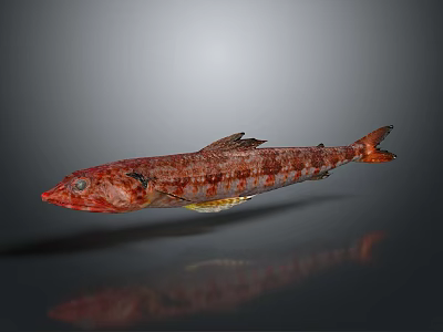 Red and Brown Spotted Fish With Fins Tail and Reflection on Gray Background 3d model