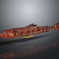 Red and Brown Spotted Fish With Fins Tail and Reflection on Gray Background