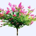 Ornamental Flowering Tree with Pink Blossoms and Lush Green Leaves