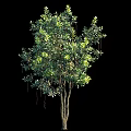 Lush Green Arbor With Dense Foliage Strong Brown Trunk And Hanging Branches