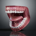 Anatomical 3D Human Mouth Model With Open Teeth And Extended Tongue