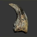 Prehistoric Creature Fossil Specimen With Textured Surface And Curved Shape