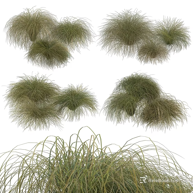 Diverse Ornamental Grasses as Delightful Garden Decorative Elements for Landscaping Design 3d model 