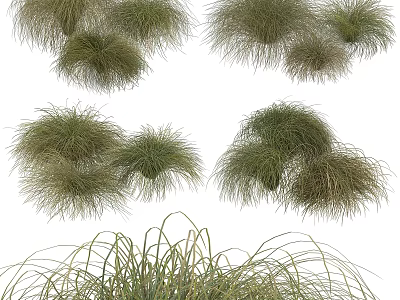 Diverse Ornamental Grasses as Delightful Garden Decorative Elements for Landscaping Design 3d model