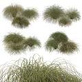 Diverse Ornamental Grasses as Delightful Garden Decorative Elements for Landscaping Design