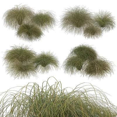 Diverse Ornamental Grasses as Delightful Garden Decorative Elements for Landscaping Design 3d model